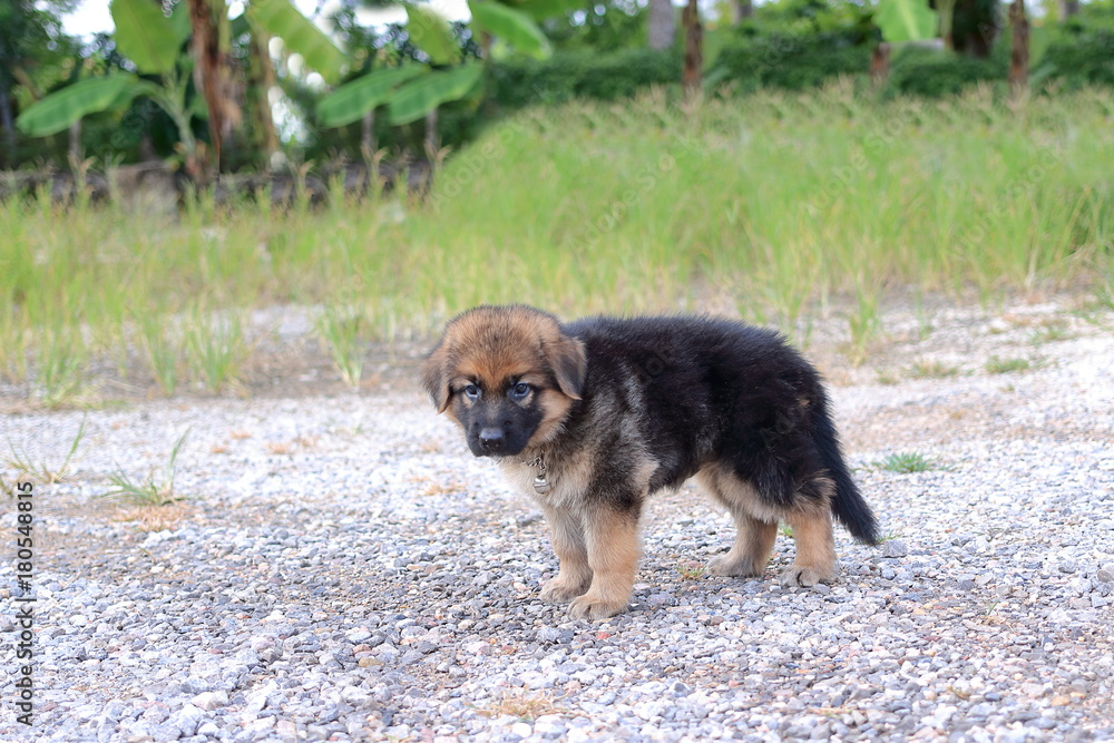 Lonely German Shepherd puppy at outdoors home. Lonely German Shepherd puppy at outdoors home.