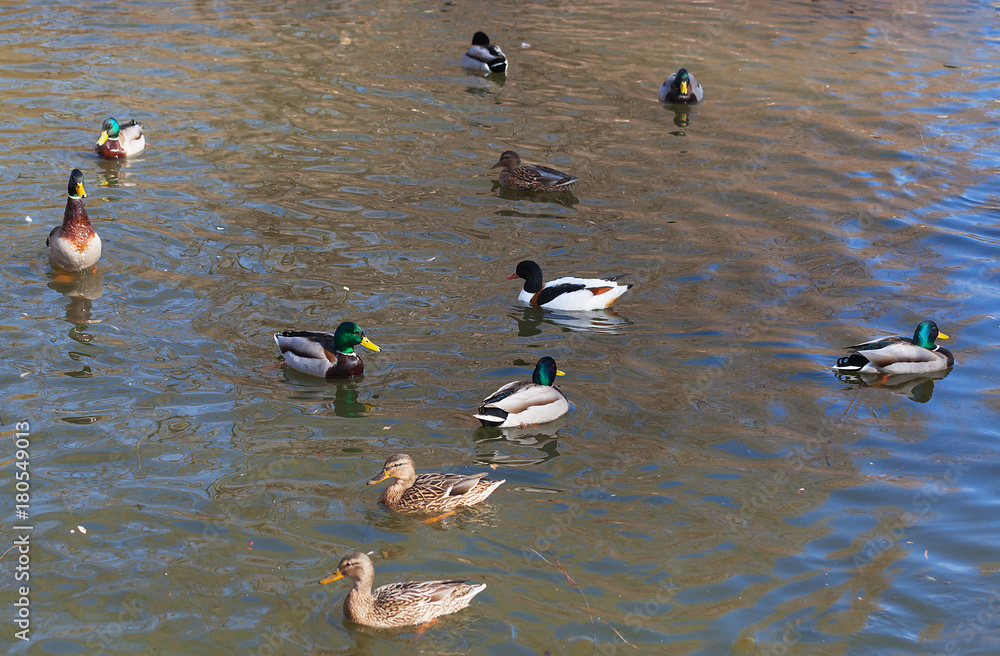 Wild ducks on the water. Wild ducks on the water.