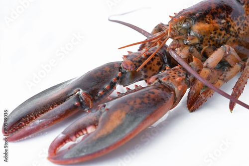 Raw canadian lobster on white background for cooking menu