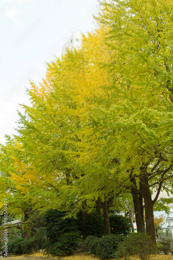 Yokoamicho Park in autumun / Yokoamicho Park is a Tokyo metropolitan park in Yokoami, Sumida-ku, Tokyo Japn.