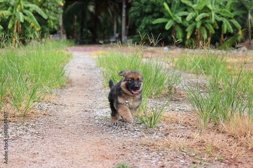 Happy lovely German Shepherd puppy running in nature on the yard.