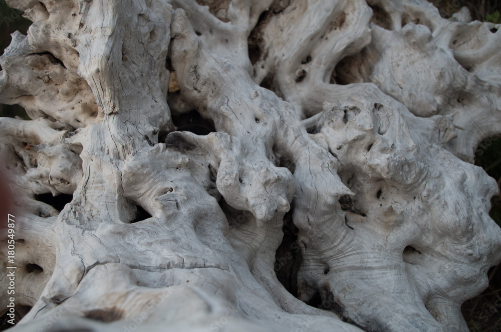 TRONCO D'ALBERO CONTORTO TRONCO D'ALBERO CONTORTO
