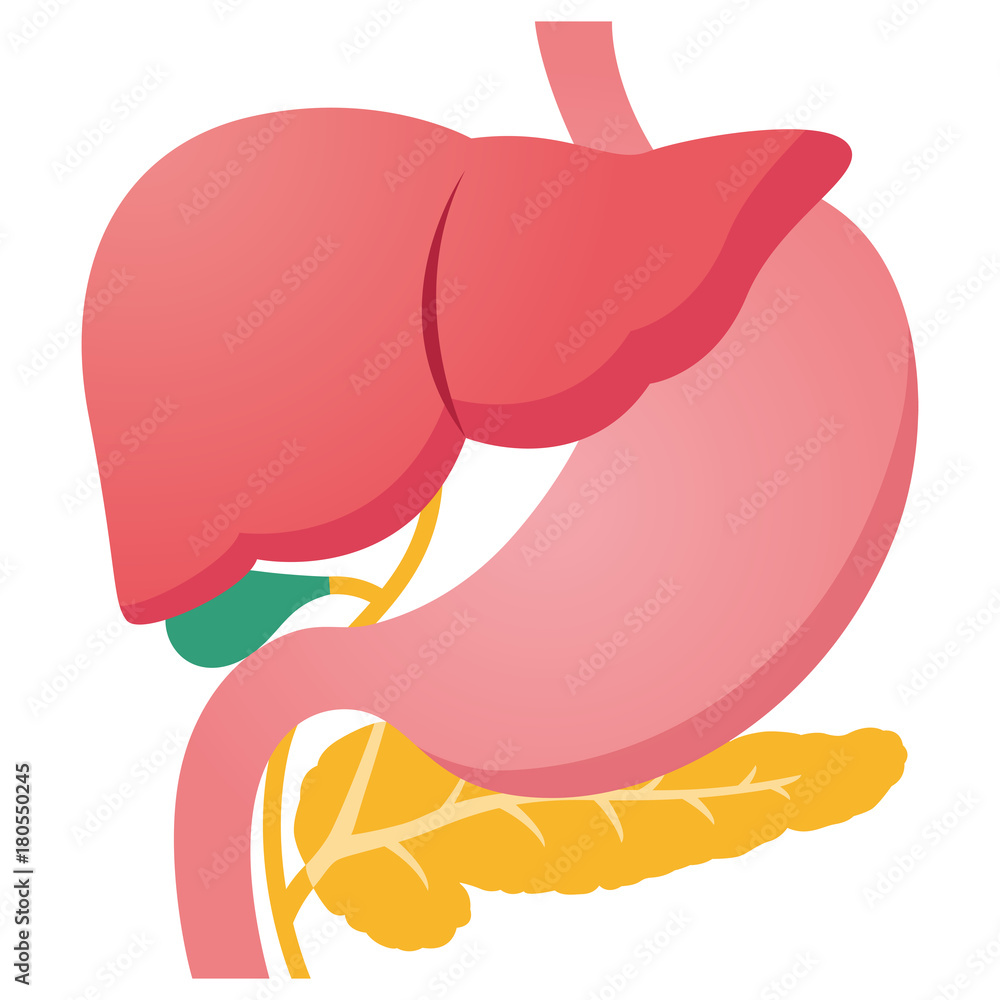 臓器 肝臓 膵臓 胃 胆嚢 Stock イラスト Adobe Stock