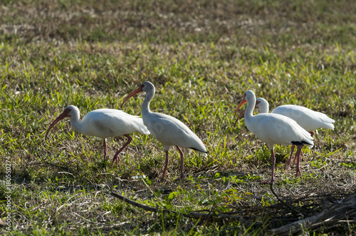 Ibis blanc, Eudocimus albus, American White Ibis photo