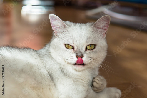 Beautiful white fluffy British cat with green eyes lies on the parquet floor and licks his nose
