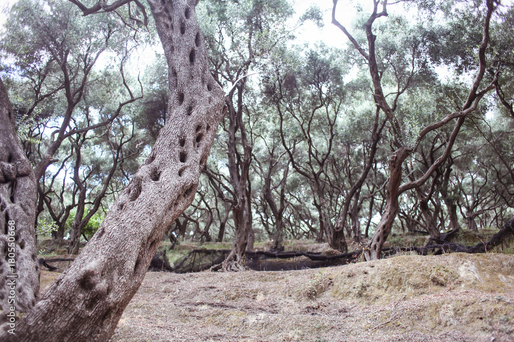 Obraz premium Olive trees