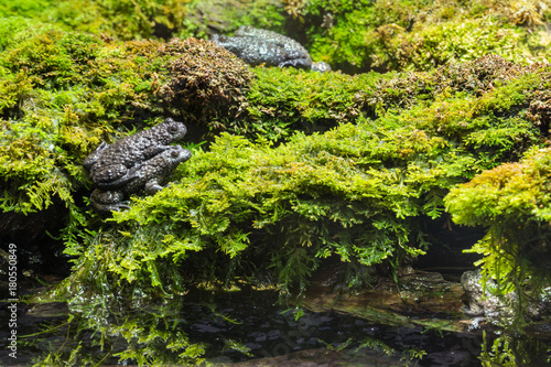 closeup of black toads mating on wet moss © Patrik Stedrak