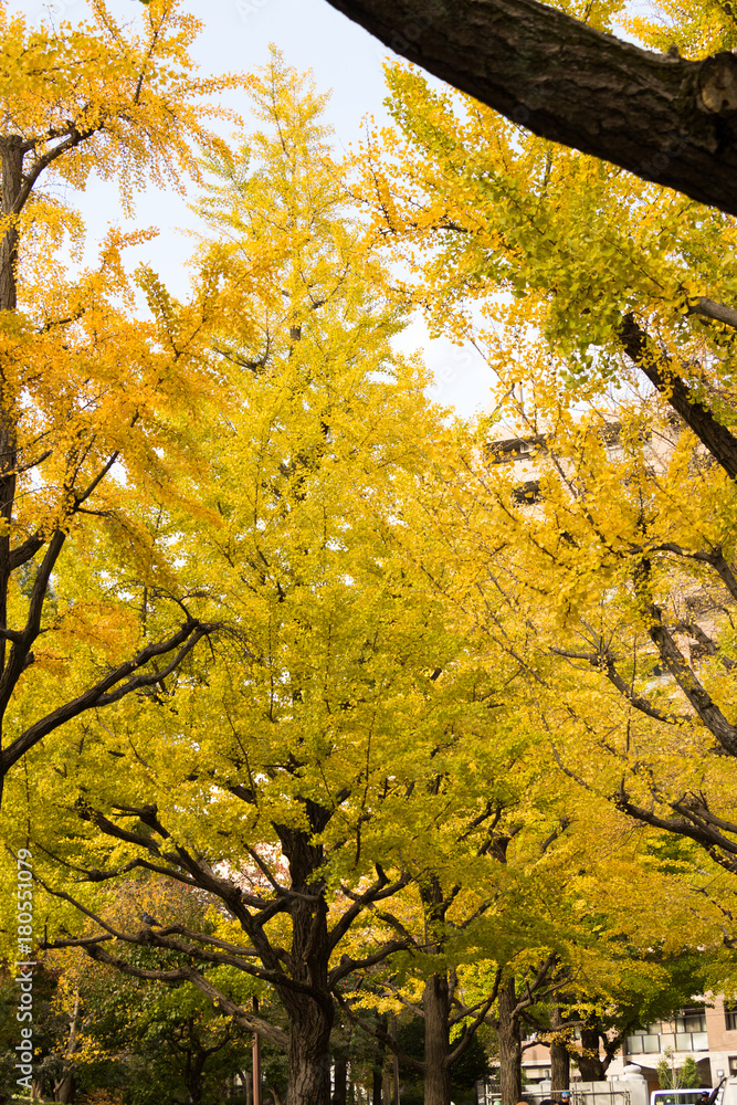 Yokoamicho Park in autumun / Yokoamicho Park is a Tokyo metropolitan park in Yokoami, Sumida-ku, Tokyo Japn. Yokoamicho Park in autumun / Yokoamicho Park is a Tokyo metropolitan park in Yokoami, Sumida-ku, Tokyo Japn.