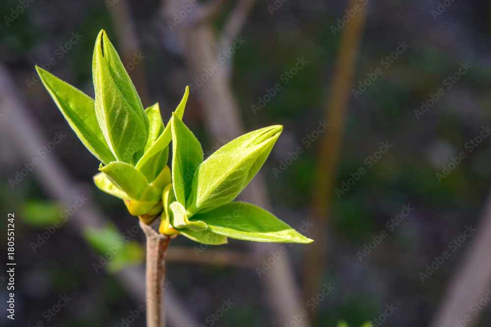 Photo of a young tree branch on dark background Photo of a young tree branch on dark background