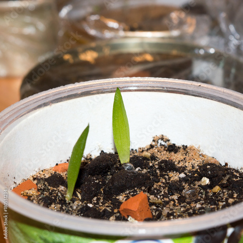 Seedlings of Aloe cameronii in pot, low maintenance succulent plant native to Malawi and Zimbabwe photo