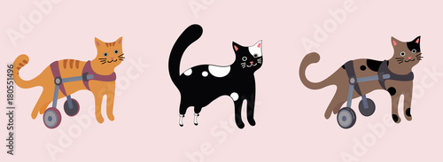 Set of disabled cats in wheelchair