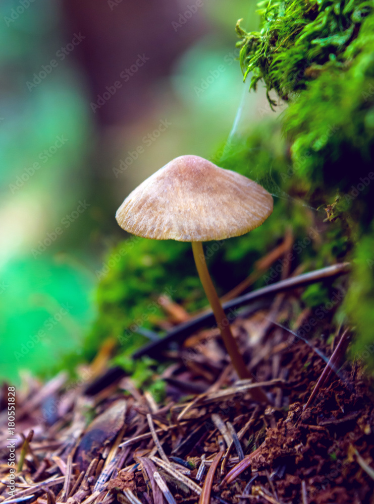 Photo of one brown wild mushroom in forest if Carpathian mountains Photo of one brown wild mushroom in forest if Carpathian mountains