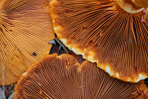 Phaeolepiota Aurea,golden mushroom in the forest photo