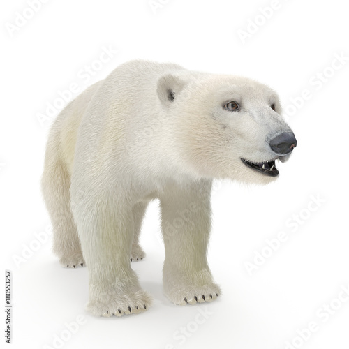 Large male Polar Bear on a white. 3D illustration © 2dmolier
