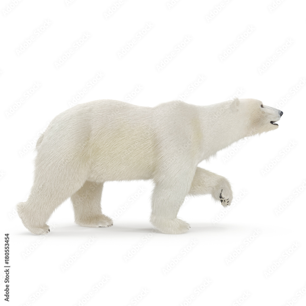 Obraz premium Duży samiec niedźwiedzia polarnego chodzenie na białym. Ilustracja 3D
