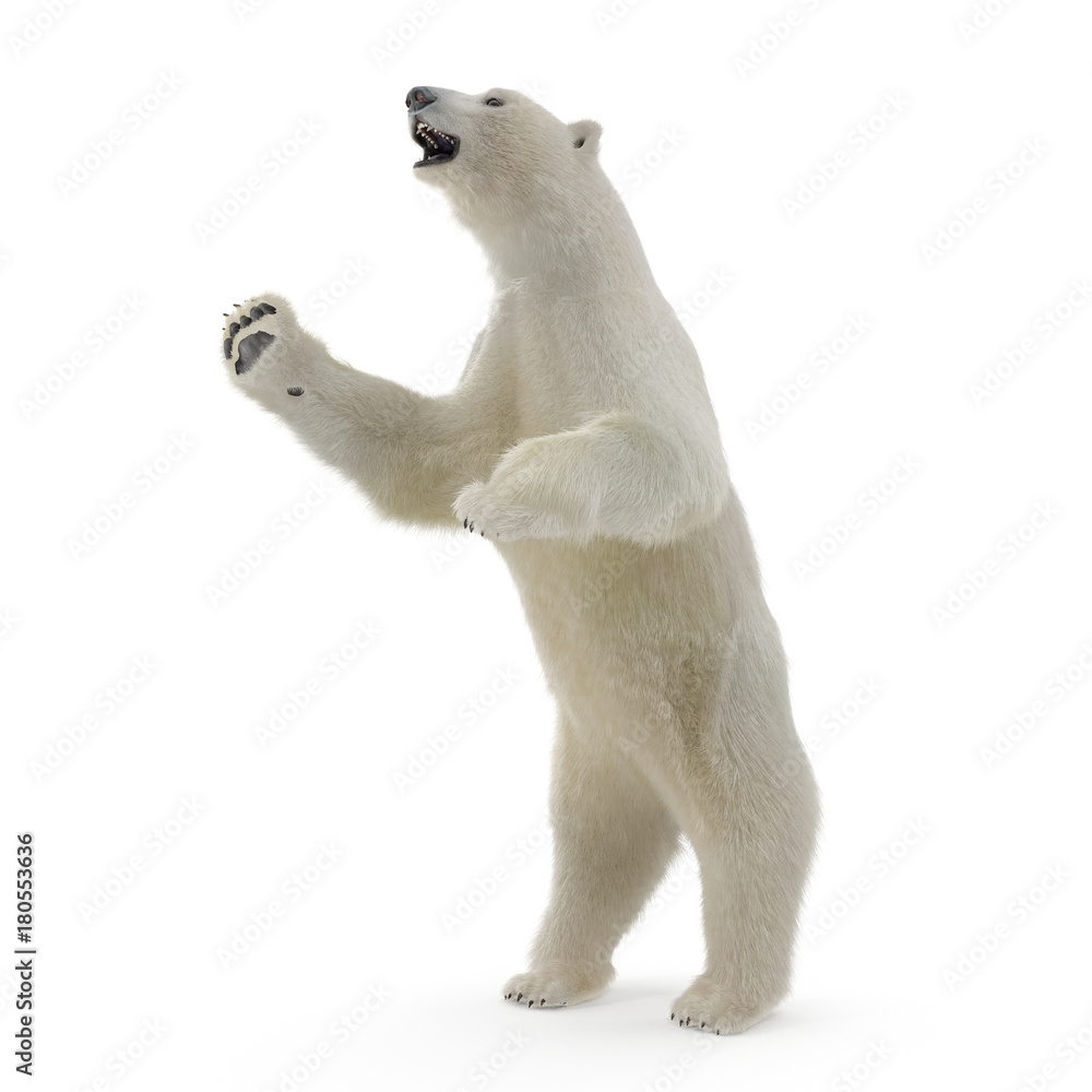 Fototapeta premium Duży męski biały niedźwiedź stojący poza na białym. Ilustracja 3D