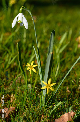 Fototapeta Naklejka Na Ścianę i Meble -  snowdrop on forest ground in spring