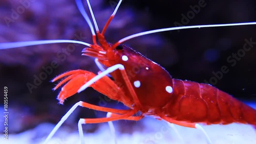 Red Fire shrimp - Lysmata Debelius