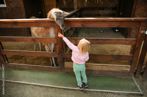 Cute little girl feeding funny lama in petting zoo