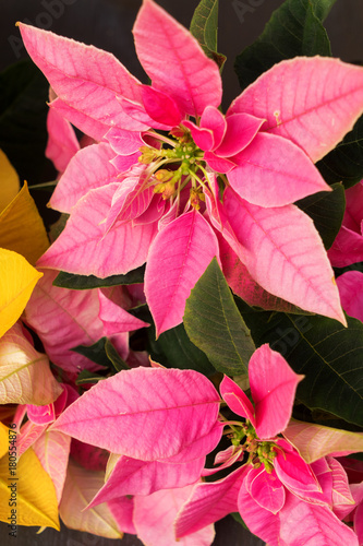 Pink and yellow christmas star frsh flowers background