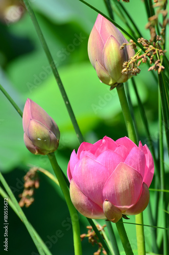 Lotus flower and Lotus flower plants in the pond photo