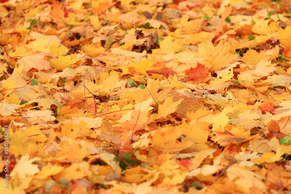 Autumn leaves on ground Autumn leaves on ground