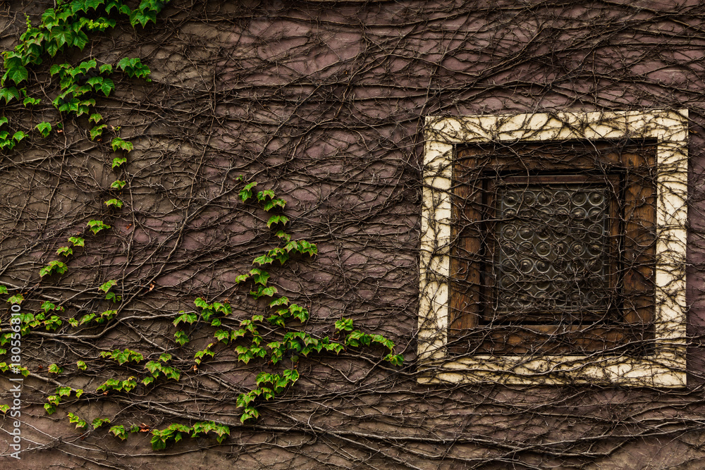 window wrapped in ivy window wrapped in ivy