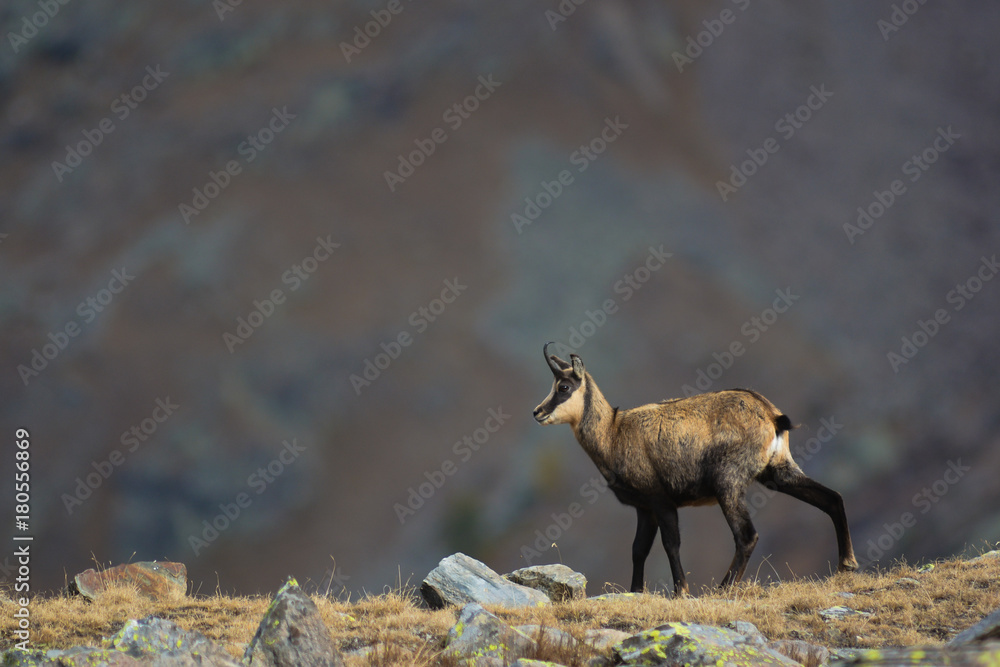 camoscio alpino (Rupicapra rupicapra) sul crinale dei monti - ritratto camoscio alpino (Rupicapra rupicapra) sul crinale dei monti - ritratto