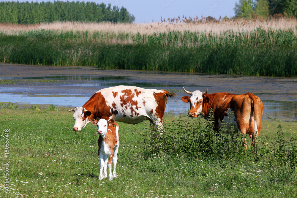 cows and calf on pasture near river cows and calf on pasture near river