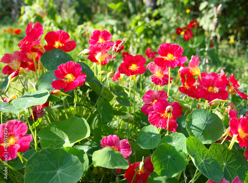 Red flowers in garden