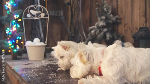 Two Adorable dogs ready to celebrate Christmas. photo