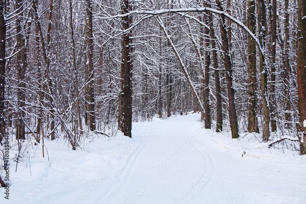 Strong snowfall in the winter northern forest. Strong snowfall in the winter northern forest.
