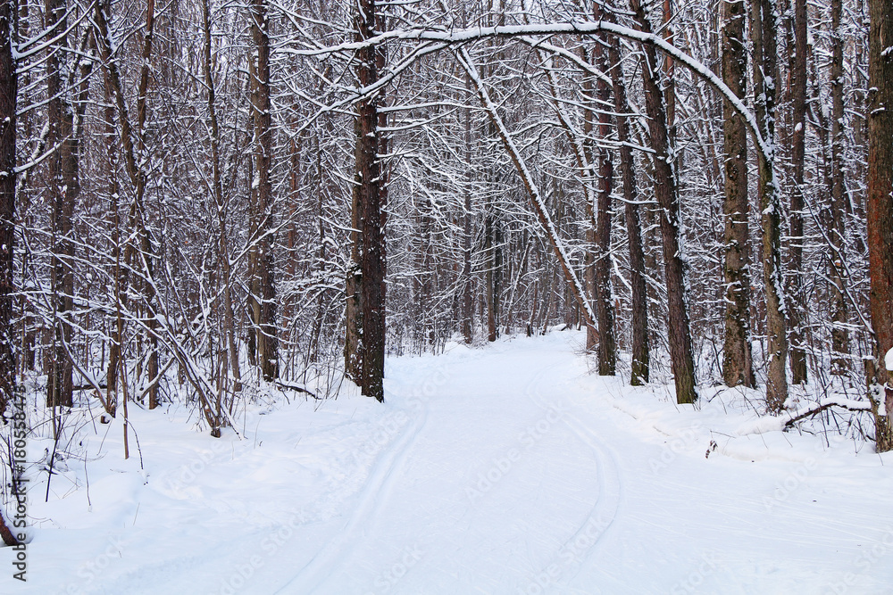 Strong snowfall in the winter northern forest.