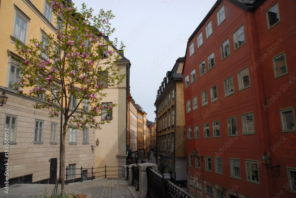 Fototapeta premium Blossoming tree and view of Österlanggatan in Gamla Stan, Stockholm