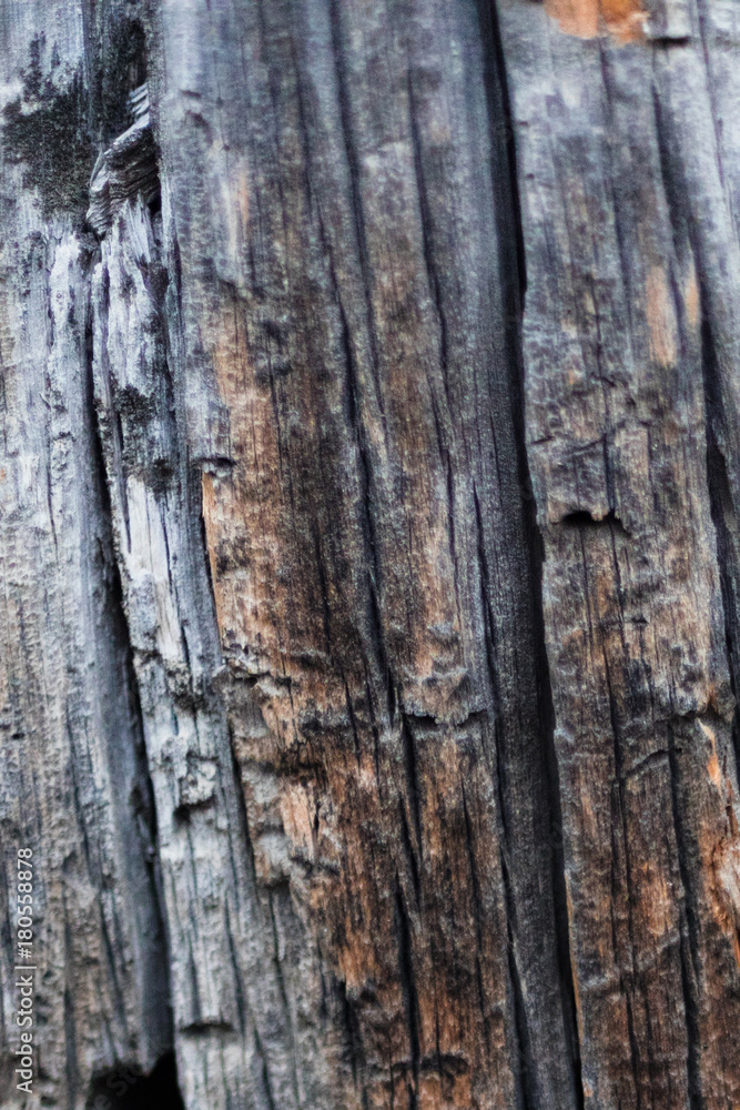 Close up of Wood Bark Texture weathered outside in the mountains