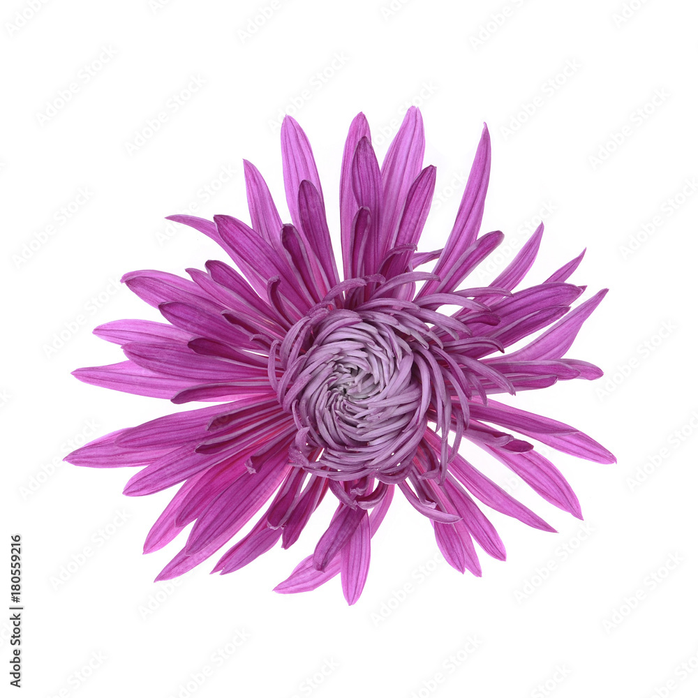 .Single purple chrysanthemum flower head isolated on white background