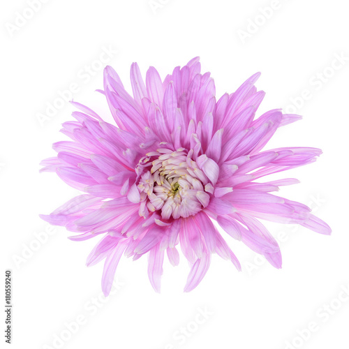 Single purple chrysanthemum flower head isolated on white background