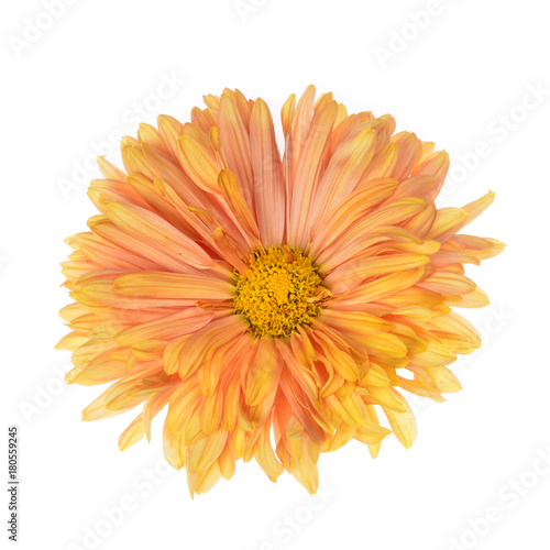 Single orange chrysanthemum flower head isolated on white background