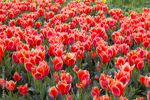 A spring field with red tulips