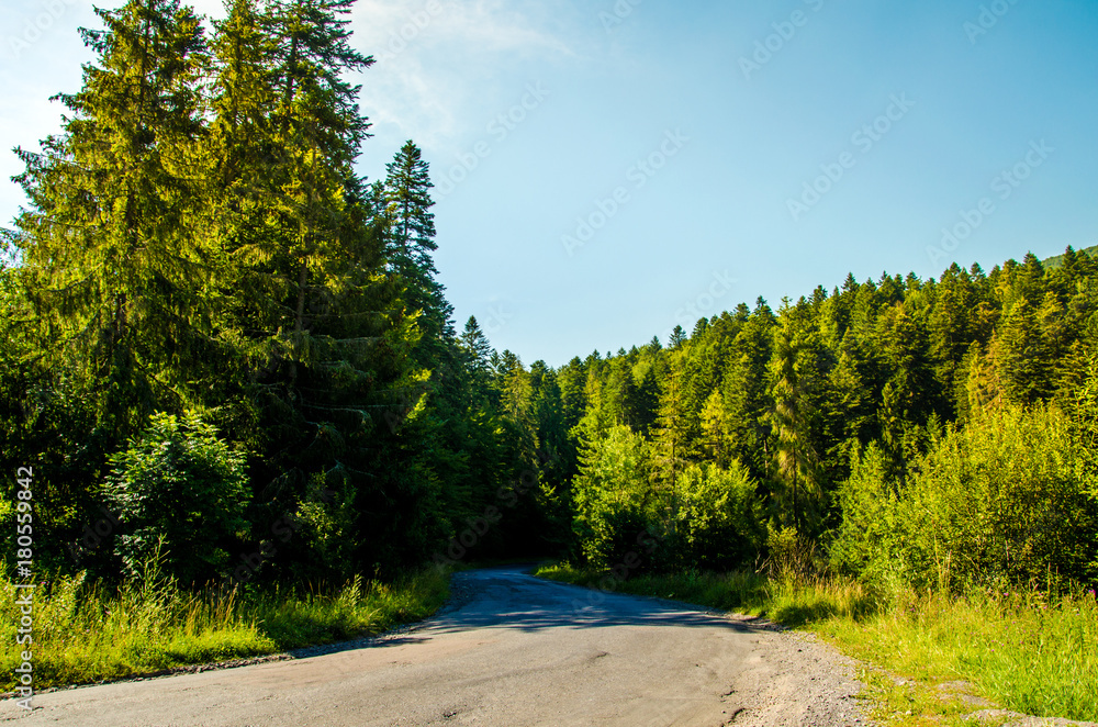 Road to the coniferous forest. green trees and blue sky