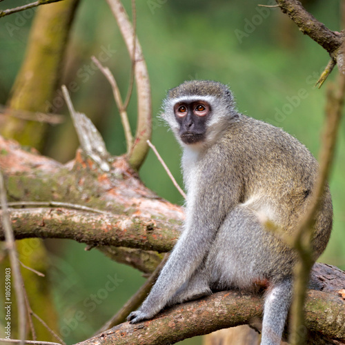 Fototapeta Naklejka Na Ścianę i Meble -  in south africa      wildlife  nature    and   monkey