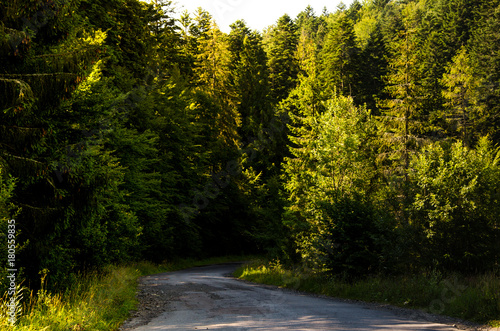 Road to the coniferous forest. green trees and blue sky