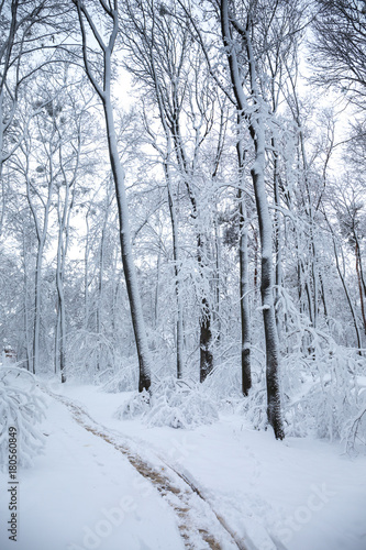 Snow-covered path in the park