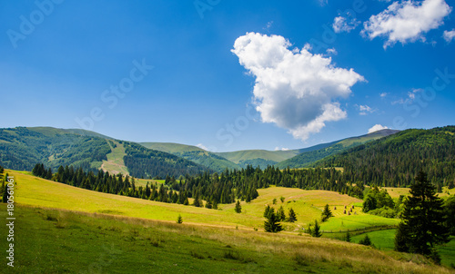 Beautiful trees in the mountains. Green grass and hot sun. Summer season © Svfotoroom