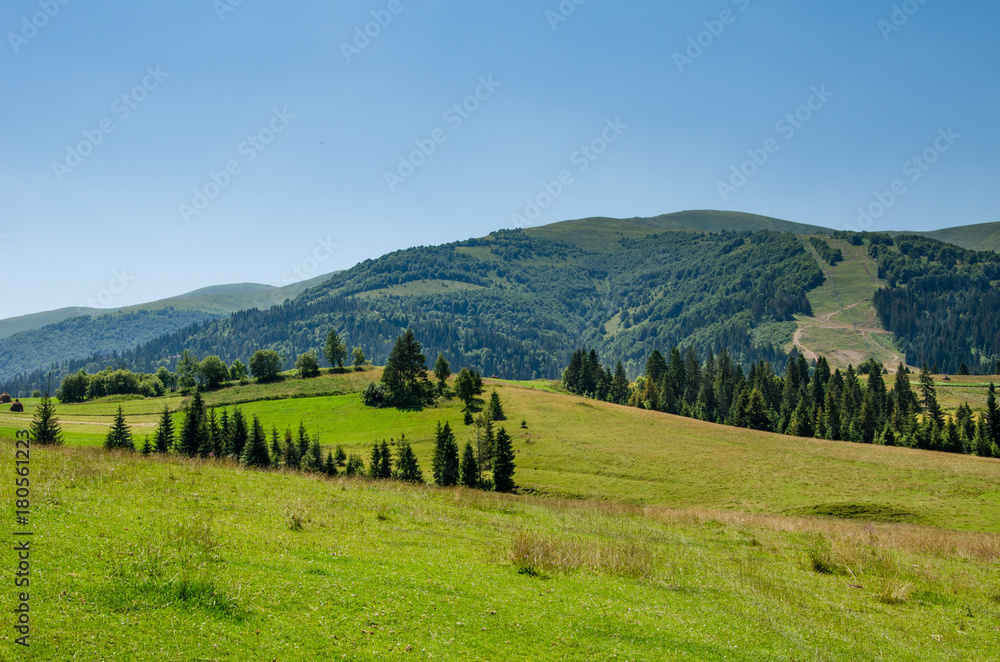 Beautiful trees in the mountains. Green grass and hot sun. Summer season