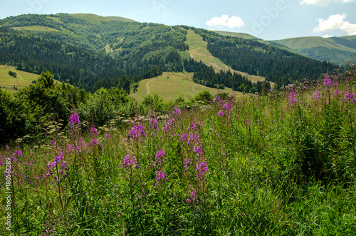 Blooming Sally. On the slopes of the Carpathian Mountains. Green beautiful mountains of the Carpathians