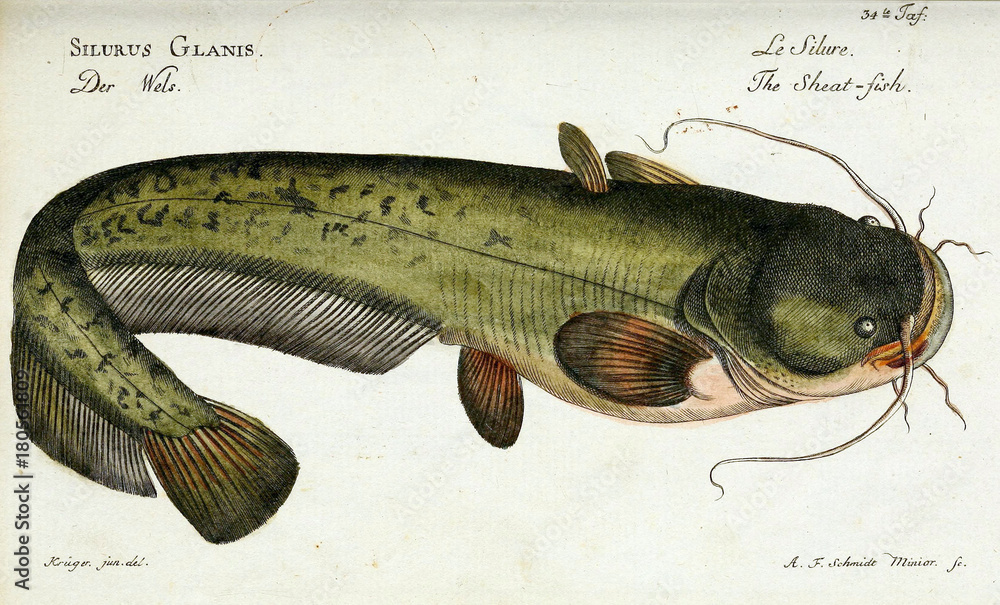 Fototapeta premium Illustration of a fish.