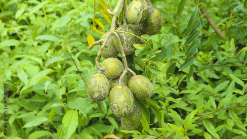 kedondong fruit in the its plant