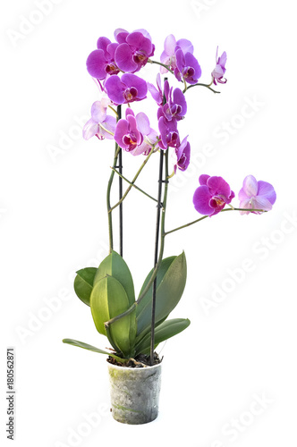 beautiful pink orchid isolated on white background