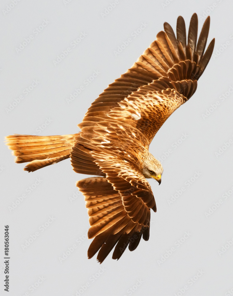 Obraz premium Awesome bird of prey in flight